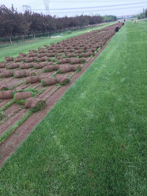 北京韓村河鮮花綠植基地 一站式園林綠化解決方案供應(yīng)商